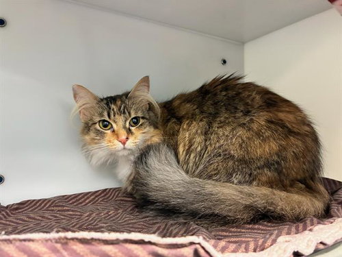 HAZEL, Adult Domestic Medium Hair (medium coat), cat for adoption in Peoria, Illinois