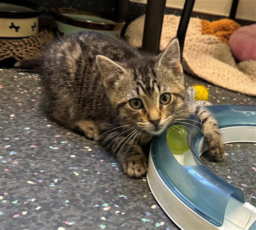 HENRY, Baby Domestic Short Hair (medium coat), cat for adoption in Peoria, Illinois