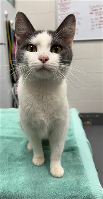 VIDA BOHEME, Young Domestic Short Hair (medium coat), cat for adoption in Peoria, Illinois