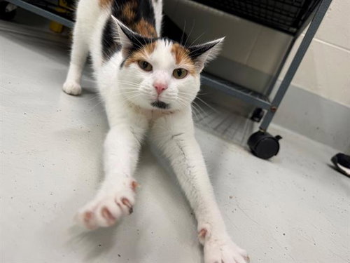 TRIXIE, Young Domestic Short Hair (medium coat), cat for adoption in Peoria, Illinois