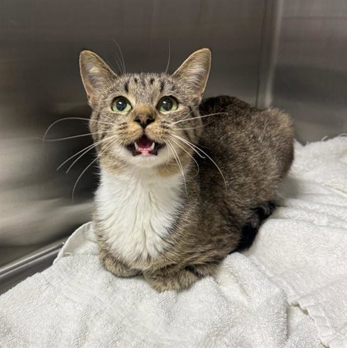 LENA, Young Domestic Short Hair (medium coat), cat for adoption in Peoria, Illinois