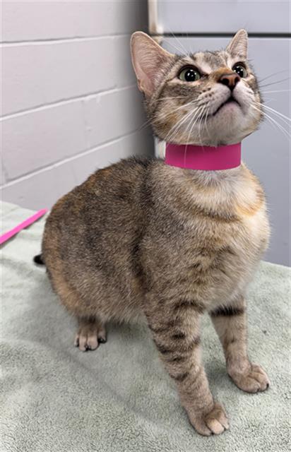 ARABELLE, Young Domestic Short Hair (medium coat), cat for adoption in Peoria, Illinois