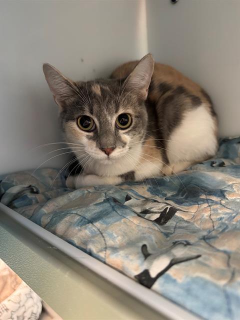 MEWTEW, Young Domestic Short Hair (medium coat), cat for adoption in Peoria, Illinois
