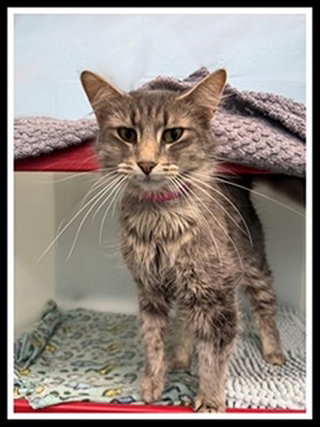 LILA, an adoptable Domestic Medium Hair in Peoria, IL