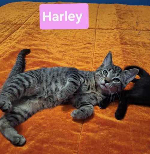 HARLEY