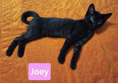 JOEY