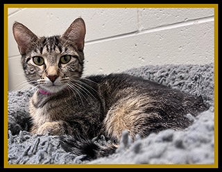 RUBY ROSE, Adult Domestic Short Hair (medium coat), cat for adoption in Peoria, Illinois