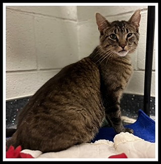 SUNNY BOY, Young Domestic Short Hair (medium coat), cat for adoption in Peoria, Illinois