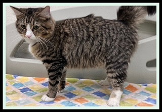 OLIVE, an adoptable Domestic Long Hair in Peoria, IL