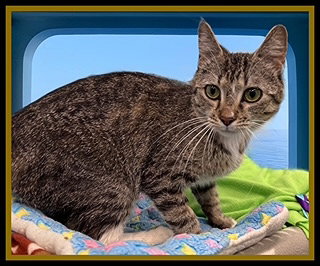 MARTINI, Young Domestic Medium Hair (medium coat), cat for adoption in Normal, Illinois