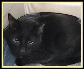 ROBIN, Adult Domestic Short Hair (medium coat), cat for adoption in Peoria, Illinois