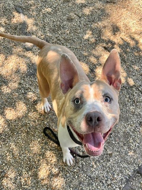 DAISEY, an adoptable Pit Bull Terrier in Peoria, IL