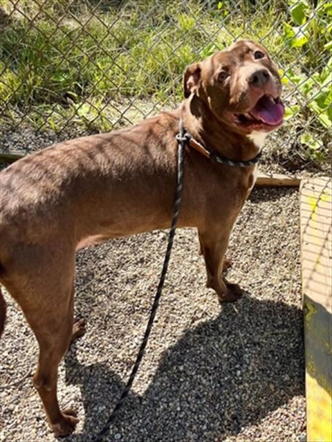 HAZEL, an adoptable Pit Bull Terrier in Peoria, IL