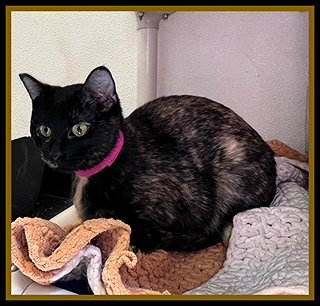 SKEETER, Young Domestic Short Hair (medium coat), cat for adoption in Normal, Illinois