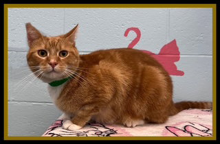 LOKI, Adult Domestic Short Hair (medium coat), cat for adoption in Normal, Illinois