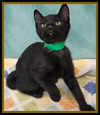 NOAH, Baby Domestic Short Hair (medium coat), cat for adoption in Normal, Illinois