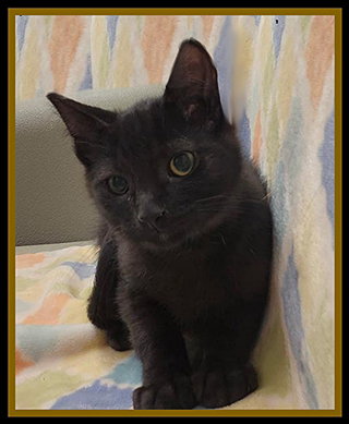 OZRIC, Baby Domestic Short Hair (medium coat), cat for adoption in Normal, Illinois