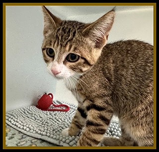 BLAINE, Baby Domestic Short Hair (medium coat), cat for adoption in Normal, Illinois