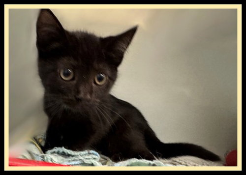 CAYDEN, Baby Domestic Short Hair (medium coat), cat for adoption in Normal, Illinois