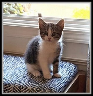 CAMERO, Baby Domestic Short Hair (medium coat), cat for adoption in Normal, Illinois