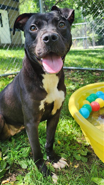 CINDERELLA, an adoptable Labrador Retriever in Peoria, IL