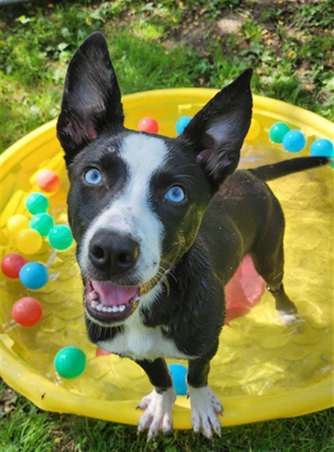 ORCA, an adoptable Husky in Peoria, IL