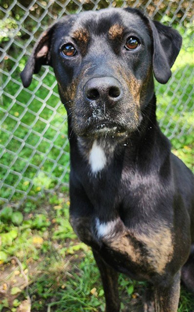 VIXEY, an adoptable Labrador Retriever in Peoria, IL