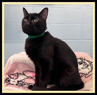 ISAAC, an adoptable Domestic Short Hair in Peoria, IL