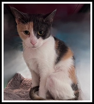 HAM, an adoptable Domestic Short Hair in Peoria, IL