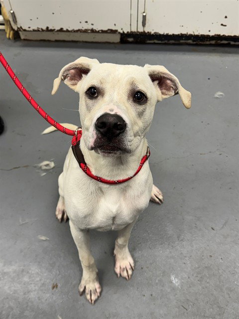 BLANDA, an adoptable Pit Bull Terrier in Peoria, IL