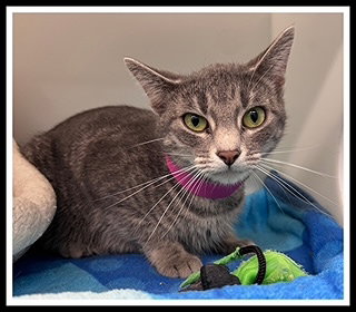 MACARON, an adoptable Domestic Short Hair in Peoria, IL