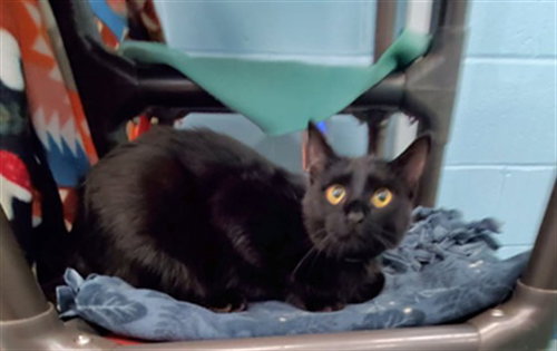 TREVOR, an adoptable Domestic Short Hair in Peoria, IL