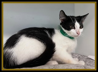 THORFINN, an adoptable Domestic Short Hair in Peoria, IL