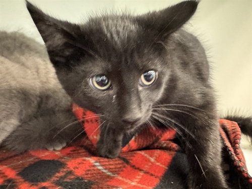RAY, an adoptable Domestic Short Hair in Peoria, IL