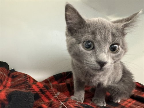 CHUBBS, an adoptable Domestic Short Hair in Peoria, IL