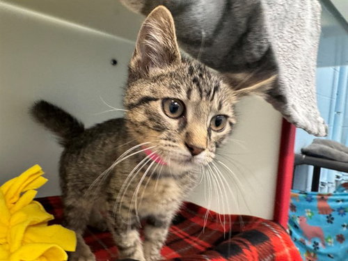 REFRESHER, an adoptable Domestic Short Hair in Peoria, IL