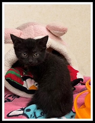 DEEP CARROT, an adoptable Domestic Short Hair in Peoria, IL