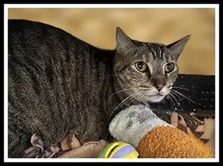 Elsbeth - Domestic Short Hair