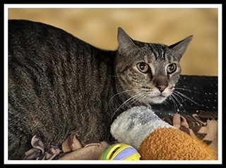 picture of the cat needing adoption