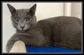 Fifty Six - Domestic Short Hair