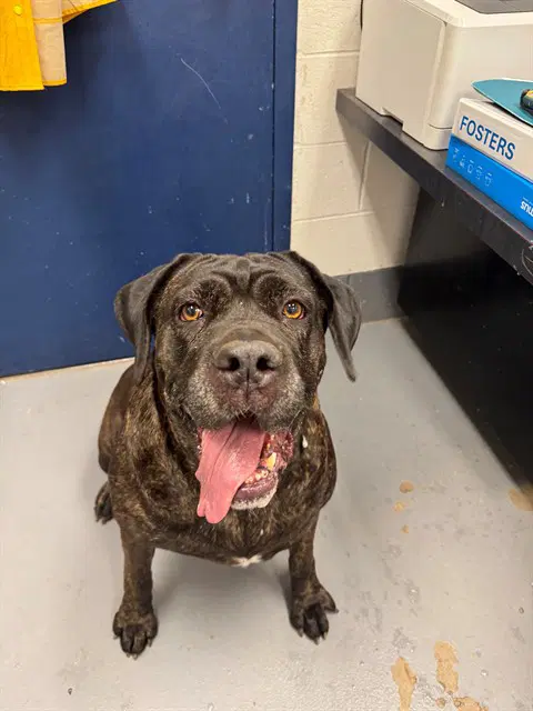 Beaucoup - Cane Corso Mastiff