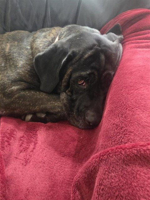 BEAUCOUP, a dog for adoption from Peoria Animal Welfare Shelter