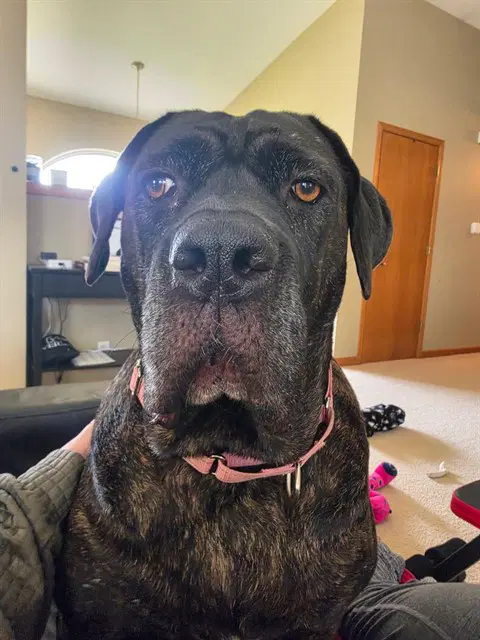 Beaucoup - Cane Corso Mastiff