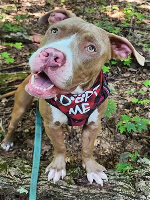 Clint - Pit Bull Terrier