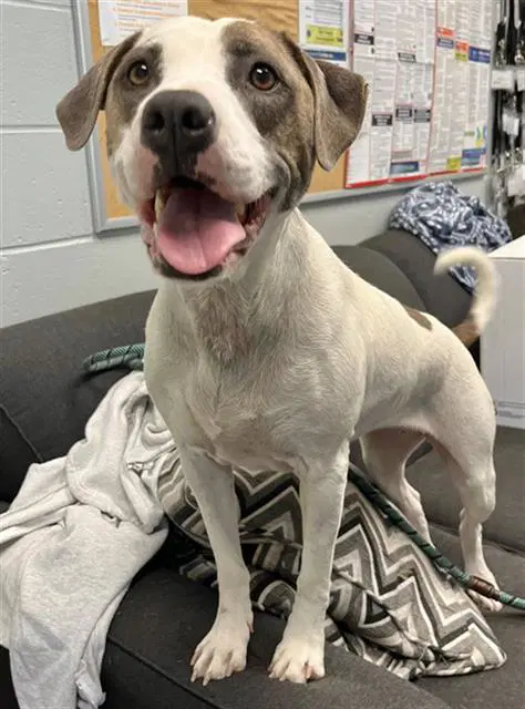 Nowhere - Pit Bull Terrier