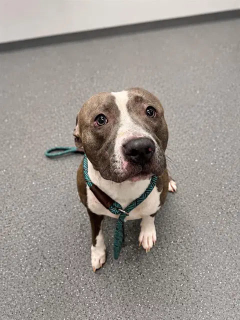 Judo - Pit Bull Terrier