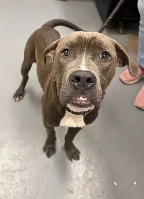 Eastwood - Pit Bull Terrier