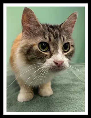 Amelie - Domestic Short Hair