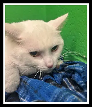 Esteban - Domestic Short Hair