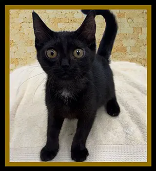 Buffoon - Domestic Short Hair